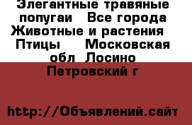 Элегантные травяные попугаи - Все города Животные и растения » Птицы   . Московская обл.,Лосино-Петровский г.